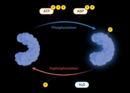 Kinase Inhibitors image