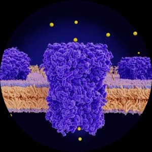 Signaling Pathways and Protein Classes Related Libraries illustration