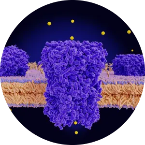Signaling Pathways and Protein Classes Related Libraries illustration
